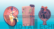 The expansion model of kidney, nephron and renal glomeruli